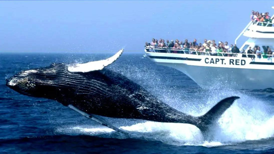 海洋生物普遍有“深海巨人症”，比蓝鲸还大的动物会躲在深海吗？