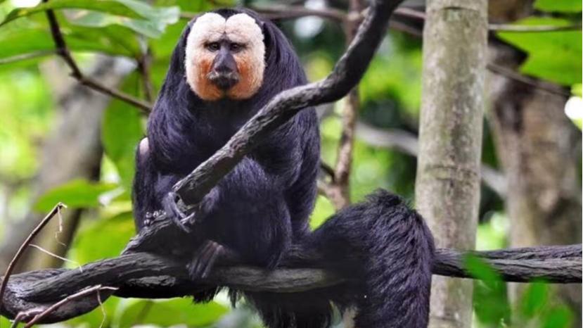 僧面猴已经灭绝80年，如今突然现身，专家感慨霍金预言或将成真