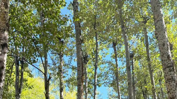 杨紫|杨紫不舍假期与闺蜜聚餐，两人感情如初，五年前杨紫亲自送她出嫁