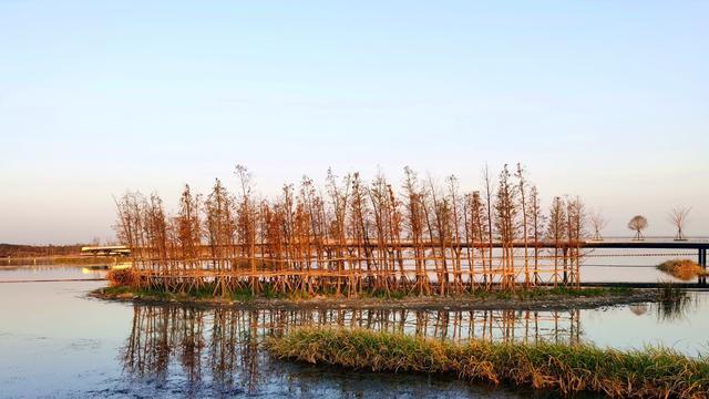 |上海苏州交界处藏着一个湖，适合遛娃拍照赏秋，免费却少有人知