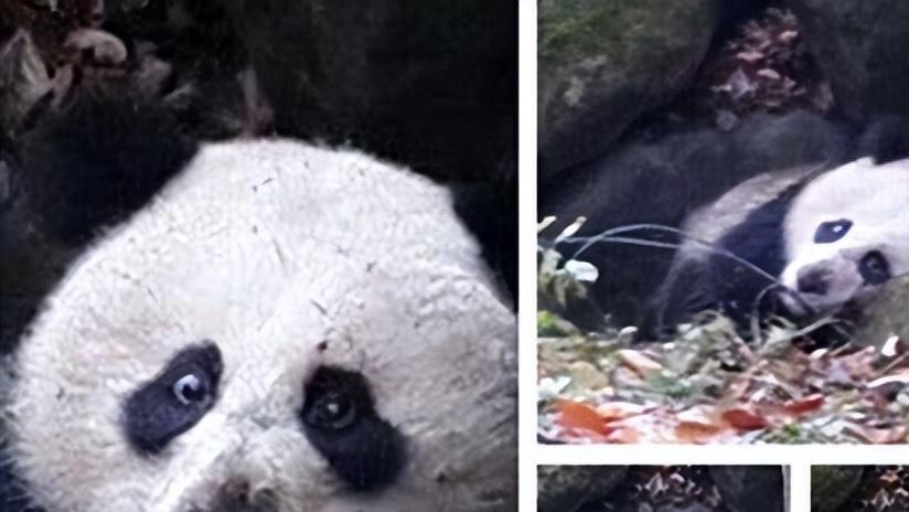 “嗜血杀手”黄喉貂猎杀蛇后，召集伙伴玩耍尸体：仅为追求快感？
