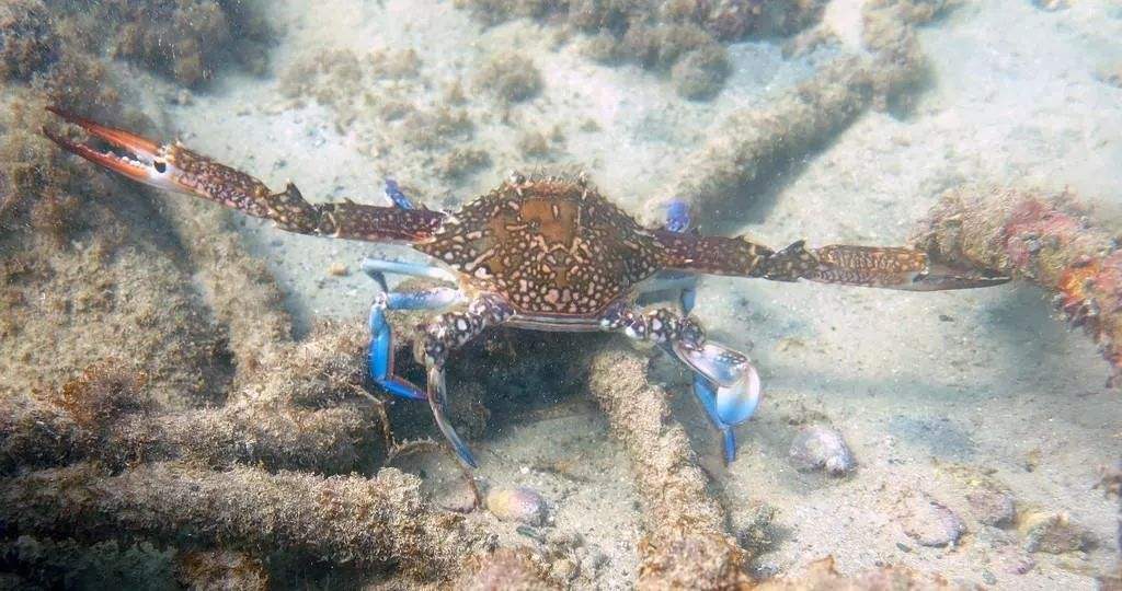 见过螃蟹在海里游泳吗