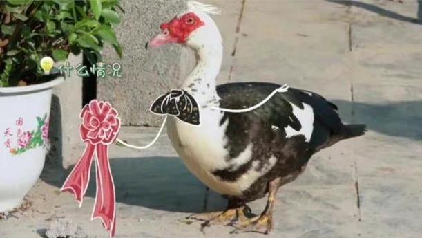 向往的生活|《向往的生活》第六季最大热度竟然是一只鸭子引发偶像粉丝骂战？