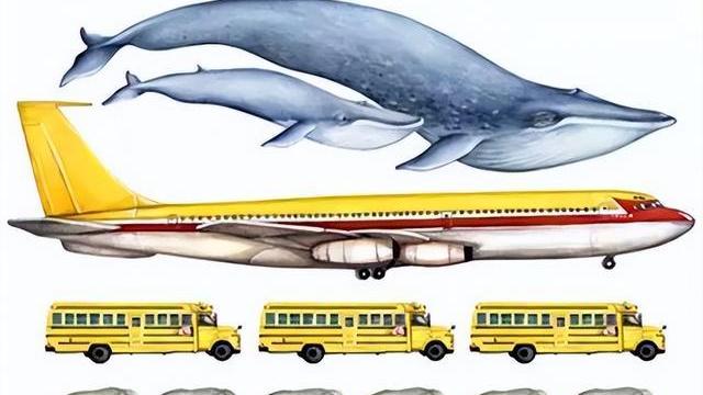 蓝鲸一口可以吞掉多少吨的水？庞然大物果然是“海量”