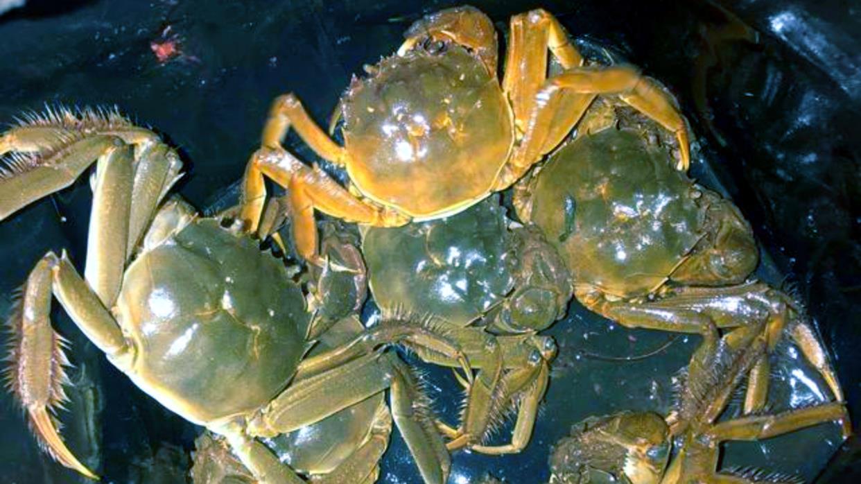 上海市|河道里螃蟹泛滥？钓鱼人纷纷不堪其扰，网友：身在福中不知福