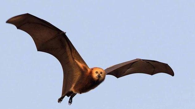 30万狗头蝙蝠涌入澳洲，性情凶残能咬断脖子，携带数十类致命病菌