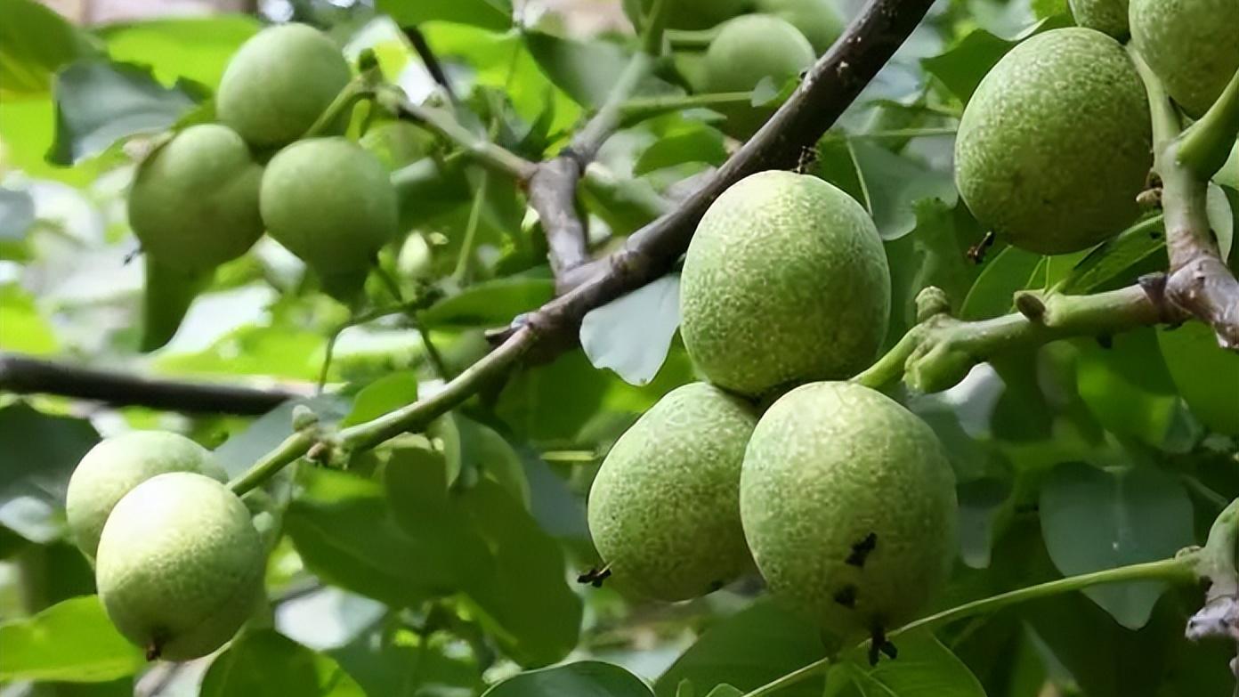 《宝可梦》来源与生态：榛果球理应才是佛烈托斯的进化？