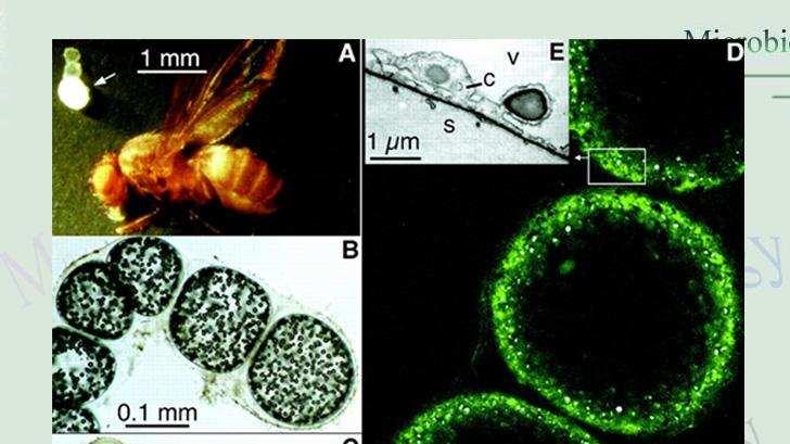 颠覆传统科学认知！科学家发现最大细菌，长达2厘米，肉眼可见