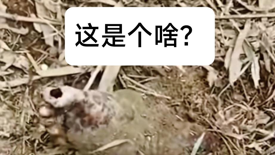 广东省|钓个鱼差点被吓晕，广东钓友发现土里有半截脚掌！走近一看气笑了