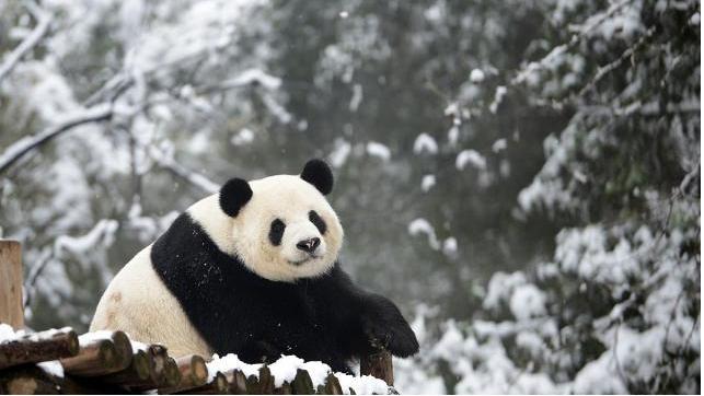 二百多万年前的冰川时代，大熊猫进化出黑眼圈，为什么北极熊没有