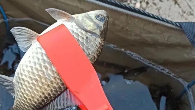 饵料|买完就后悔的5种钓具，专坑新手没商量，上了当别怪我没提醒你