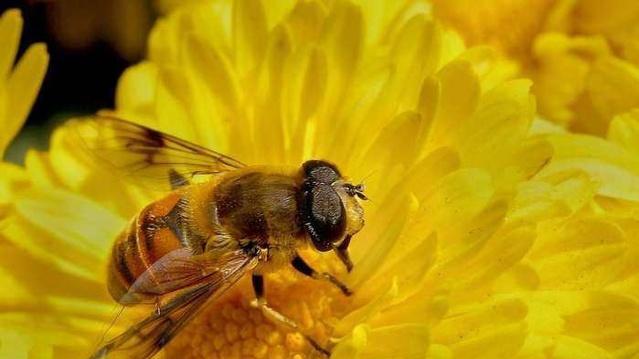 韩国78亿只蜜蜂离奇消失，预计损失高达4亿，蜜蜂为何成群消失？