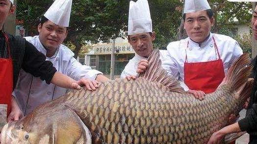 三峡水库里的鱼，长达27年没有被捕捞，最大的鱼有多大？