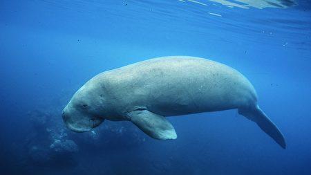 英国国家科学院最近更新了一个海洋物种的状态 儒艮在中国被宣布功能性灭绝