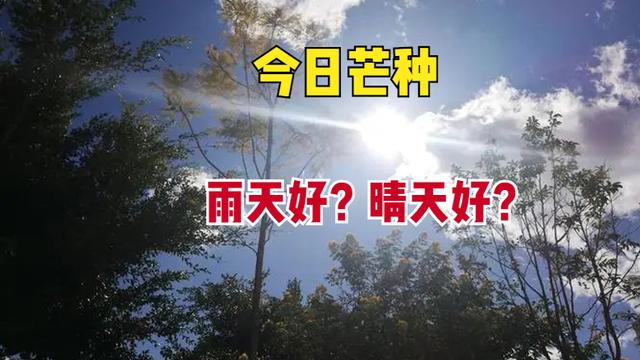 今日芒种，下雨有什么说法？晴天好还是雨天好？看看农谚就知道