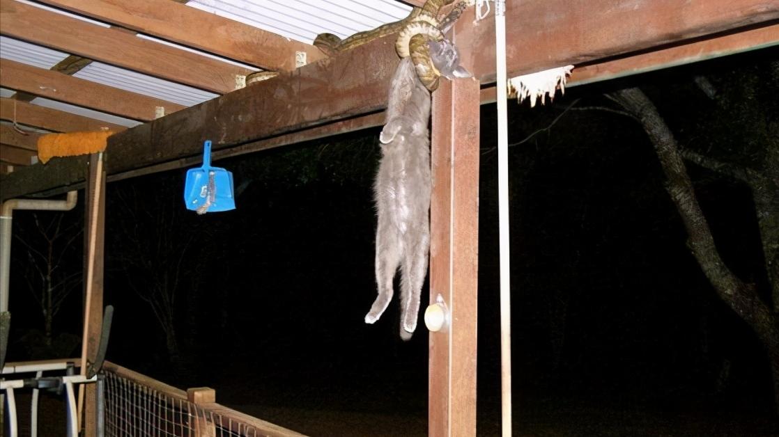 猫蛇大战！胜利的往往是猫？真实情况却恰恰相反