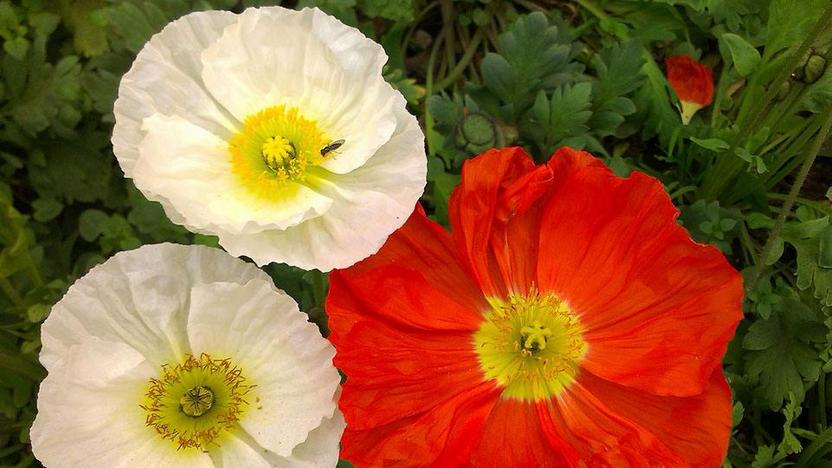 阳华|哪3个星座，做人坦率，做事尽心，一丝不苟努力，可收获好发展