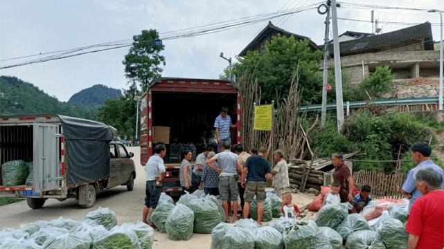 田里数万斤成熟，收购价低至2毛，商贩却只要200斤，菜农无奈倒掉