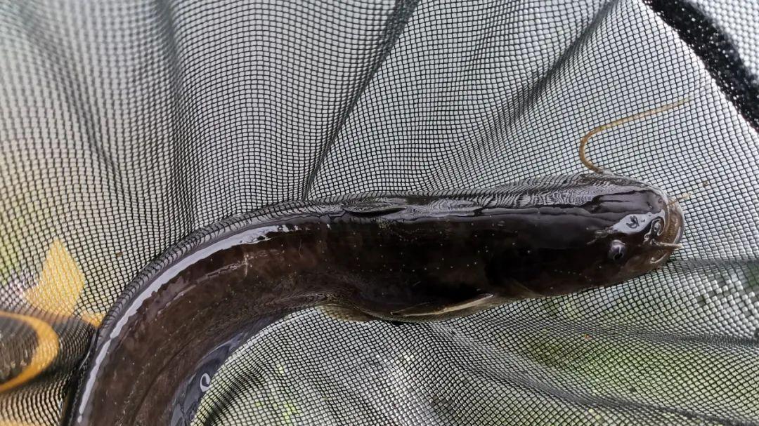 埃及|误把“土鲶”当“塘鲺”，盘点几种常被认错的鱼，老钓手也分不清