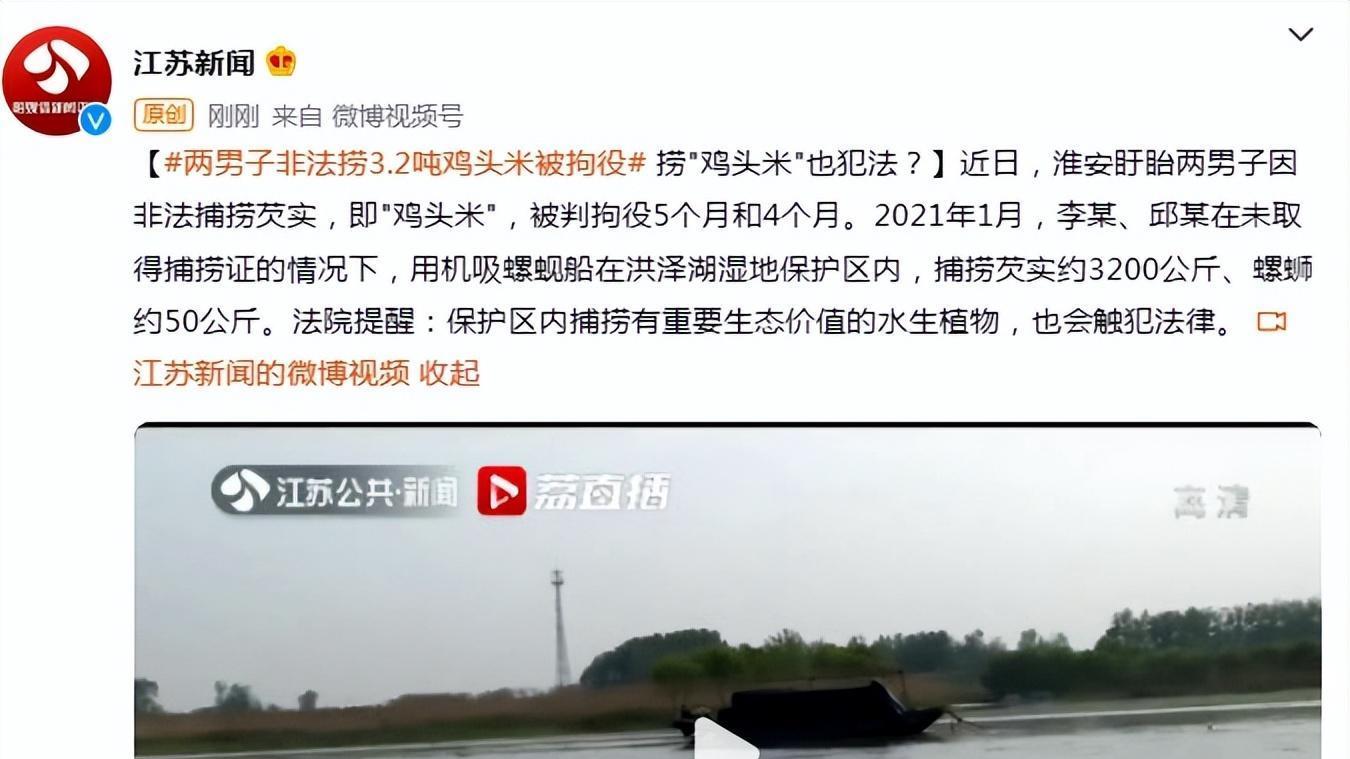江苏两男子捕捞3.2吨“鸡头米”，钱没挣多少，却进了牢房