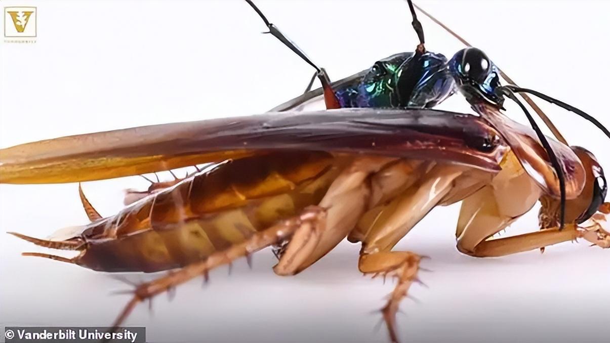 你知道在这个世界上，蟑螂最恐惧的动物是什么吗？简直太人道了