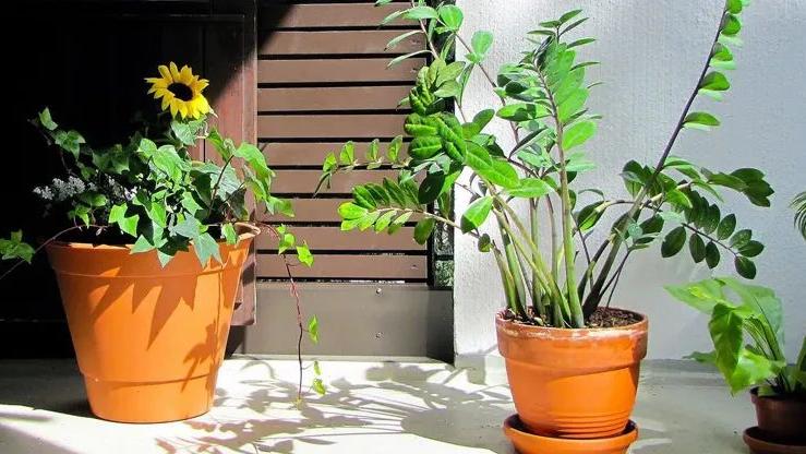 这件东西虽好，但也不要在家里摆太多~