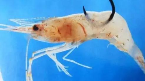 饵料|蚯蚓是万能饵，有一种自然饵也是万能饵，鱼不开口有奇效