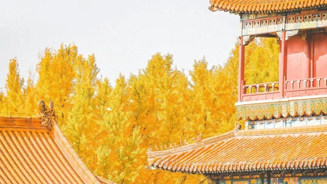 园林|忘掉新疆，更美的秋天在这，文化底蕴惊艳世界，金秋美成银杏王国