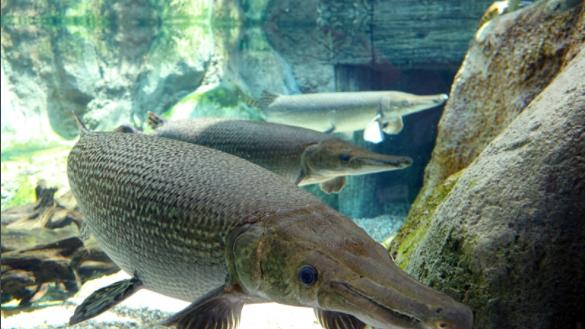 中国入侵物种，介绍几个弱鸡的入侵物种，比如鳄雀鳝