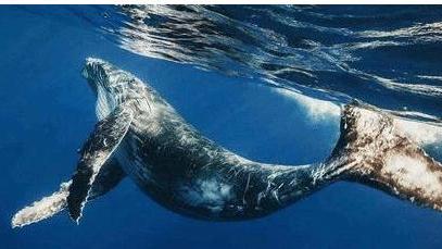 如果不是石油的发现，鲸鱼可能早已灭绝！