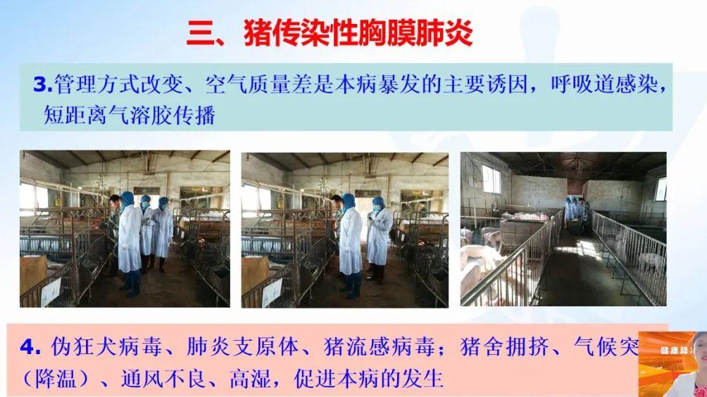 农科院动物研究所李春玲：饲料禁抗新常态下，猪细菌病如何进行综合防控？