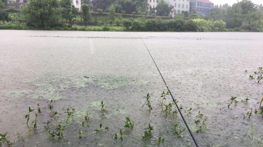 |都说降温好钓鱼，到底是前一天还是后一天？千万别选错了！