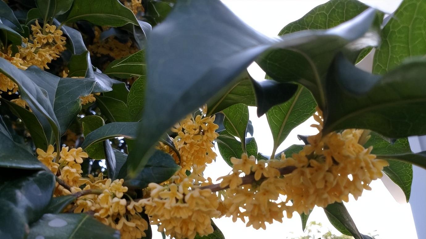 萧瑟秋风寒秋雨，虎去龙来