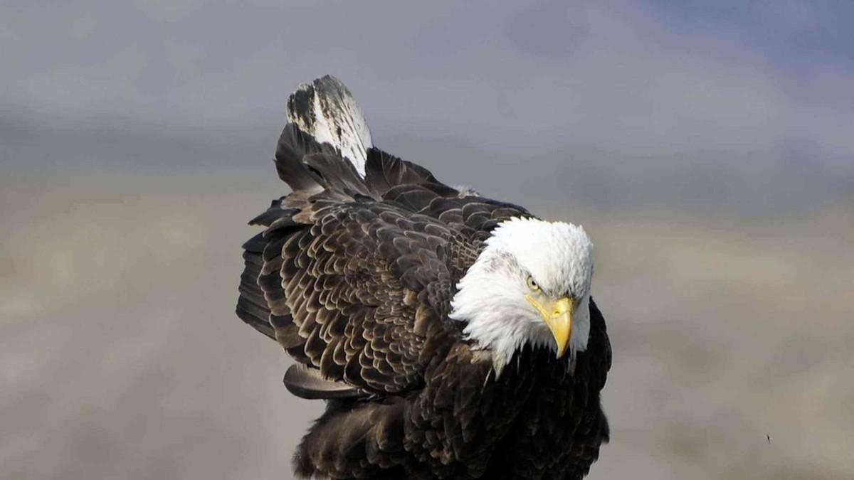 老鹰有抗蛇毒的本事？能毒死100个成年人的毒蛇，也难逃老鹰的魔爪