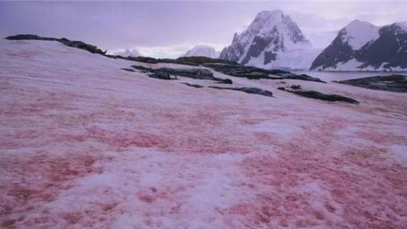 南极传出坏消息，基地周围出现“血雪”？担心的事似乎成为现实