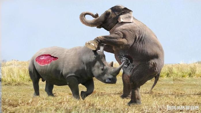 非洲草原上的噩梦，流浪公象强迫犀牛交配，导致雄犀牛内脏破裂