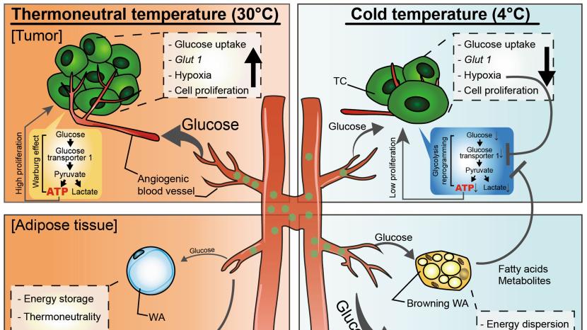 百趣代谢组学资讯: 项目文章Nature，揭示低温暴露抑制实体瘤生长机制，‘饿死’癌细胞