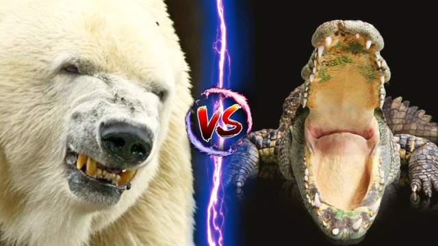 北极熊vs湾鳄，当熊科老大遇到鳄科一哥，谁会笑到最后呢？