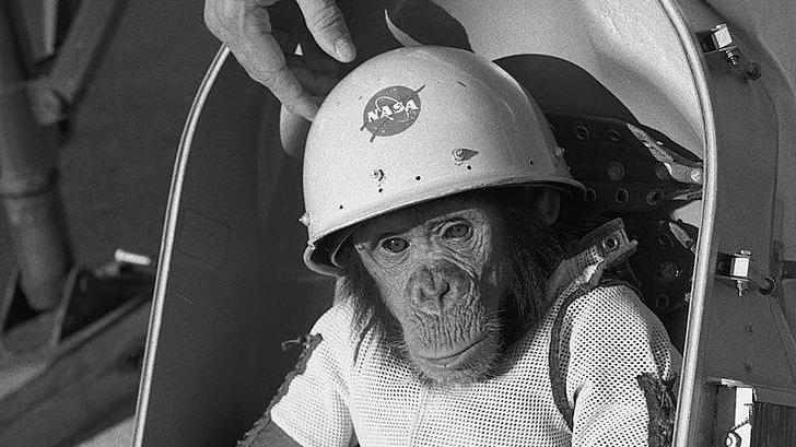 1961年，科学家将一只黑猩猩送上太空，回来后却发现“不对劲”