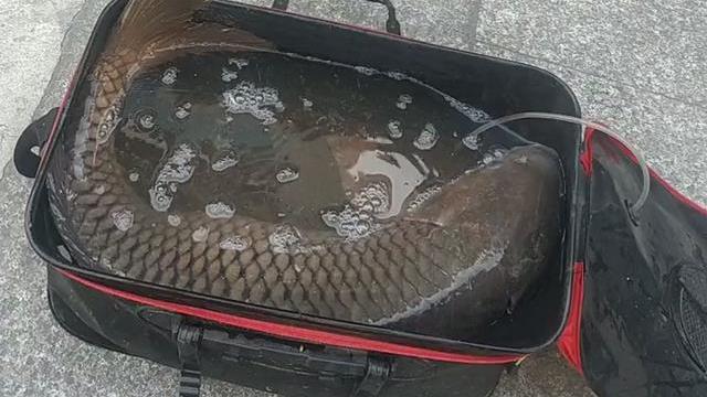 江苏男子河道钓获“鲤鱼王”，围观大妈劝其放生，男子：100卖你