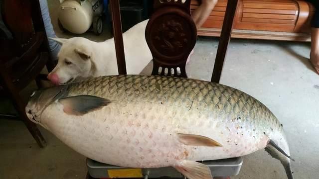 |天气这么热，鱼都去了哪里？都在这几个地方等着你去钓