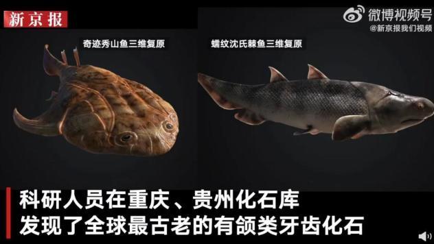 热搜第一！我国科学家证实人类是从鱼进化来的！从鱼到人演化需近5亿年