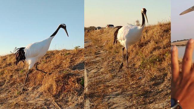 丹顶鹤|男子钓鱼偶遇丹顶鹤“蹭饭”，吃鱼前还知道洗一洗真是太聪明了