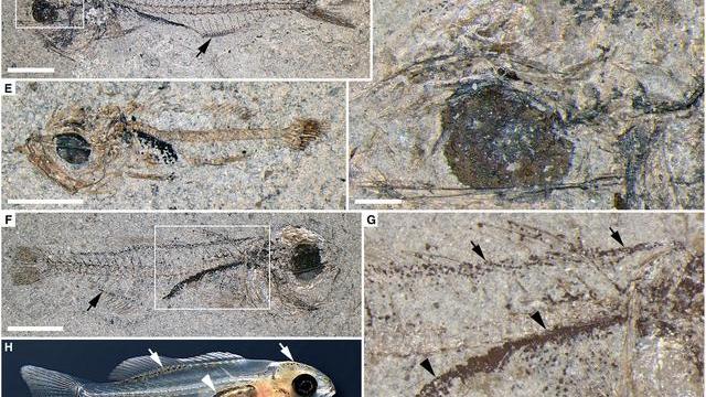 两百多条鱼，为何同时被封印在化石里五千万年？