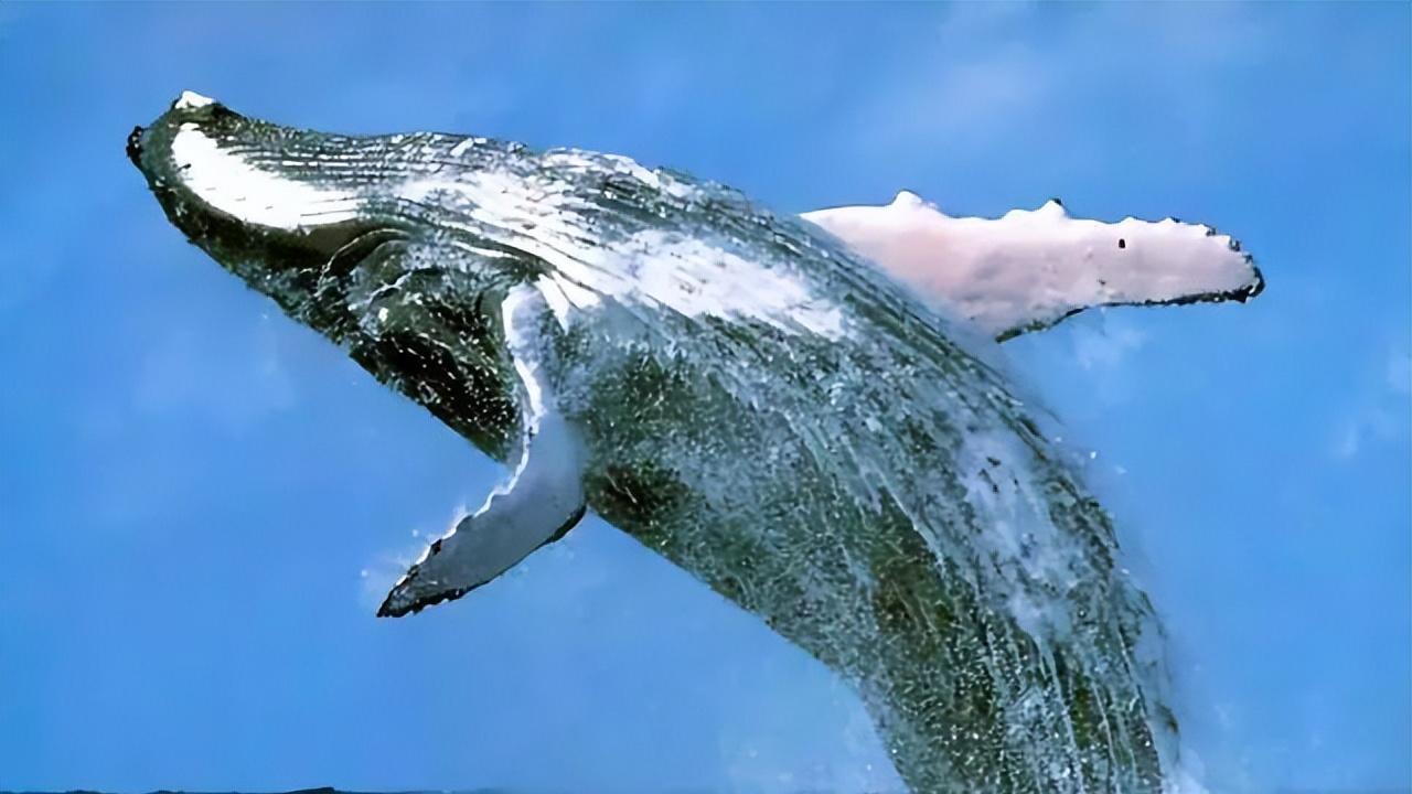 地球巨无霸蓝鲸，鲸吞长海吞吐万象，其祖先竟是一只“小狗”