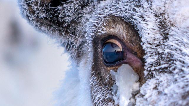 北极的驯鹿，如何在漫长的极夜中看东西的？视网膜后有面“镜子”