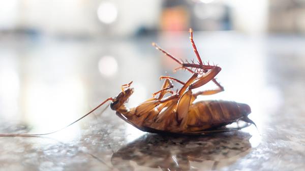 食品厂发现蟑螂怎么办，我们该怎样进行防治？