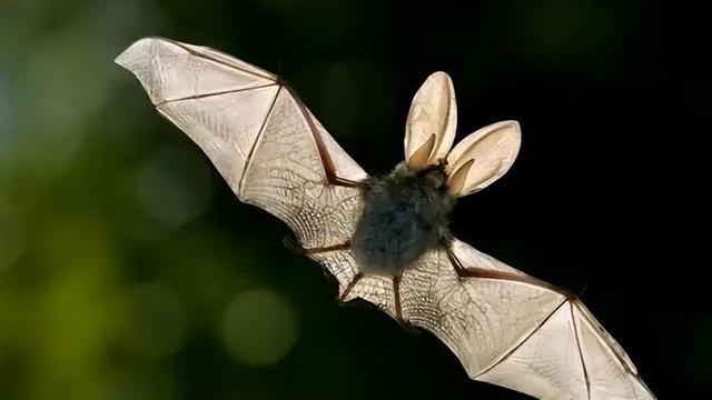 密恐！绵竹天空再次惊现大量鸟群 到底是什么原因？真与地震有关