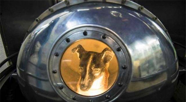 63年前一条狗被人类送入地球上空，至今还在太空，过得如何？
