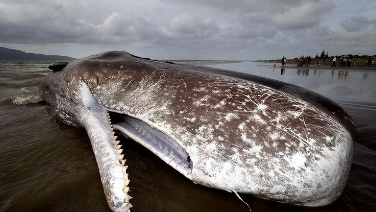 现存最大的齿鲸抹香鲸，一颗牙齿约2斤，攻击性不及虎鲸